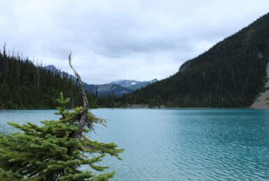 A Joffre Lake nestled in the mountains with a tree in front of it.