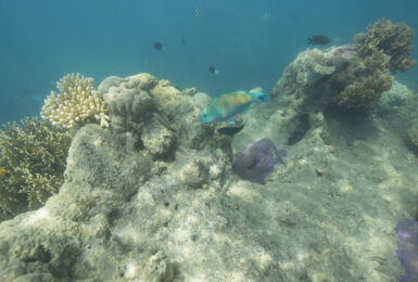 Australian-coral-reefs