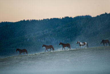 Ami Vitale horses in Montana