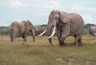 A herd of elephants participating in East Africa's great migration.