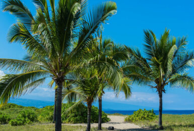 A beach in Hawaii with palm trees and a view of the ocean.