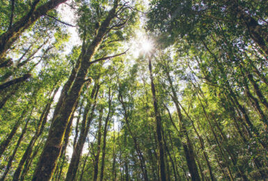 New-Zealand-forest-bathing