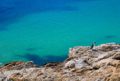 Penguins in South Africa