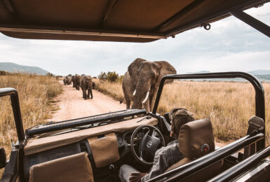 Safari & Elephants