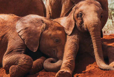 david-sheldrick-wildlife-trust