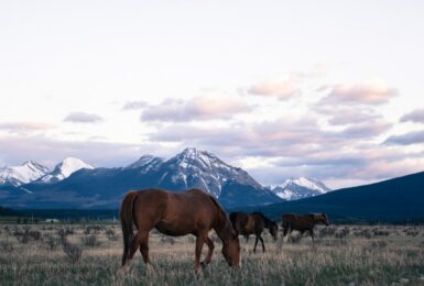 Horses in Banff, Canada