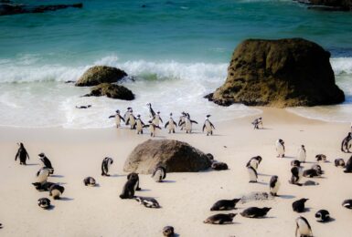 Boulders Beach, Cape Town