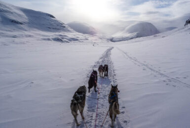 A group of huskies pulling a sled down a snowy path in winter.