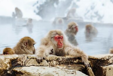 Snow monkeys in Japan