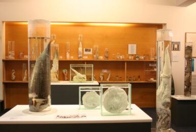 A room with a lot of objects on display, including items from the Iceland penis museum.
