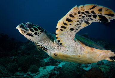 A green sea turtle swimming over a coral reef, a travel bucket list experience.