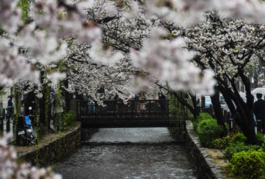 kyoto-cherry-blossom