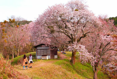 mount-yoshino-cherry-blossom