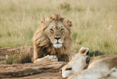 Lions in South Africa