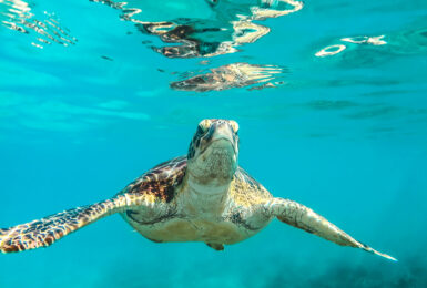 turtle-sanctuary-sri-lanka