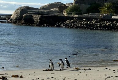 African penguins on Boulders Beach in South Africa