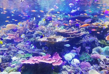 Great Barrier Reef, Australia