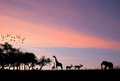 african wildlife