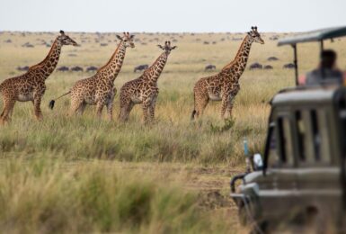 giraffes in Kruger National Park