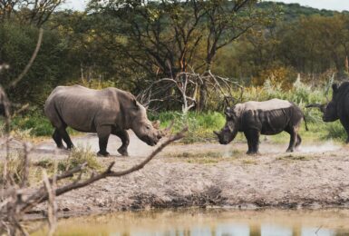 rhinos in the savannah, south africa