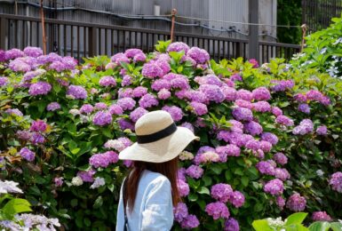 hydrangea season in Japan