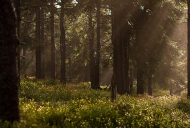 forest with filtering sunlight