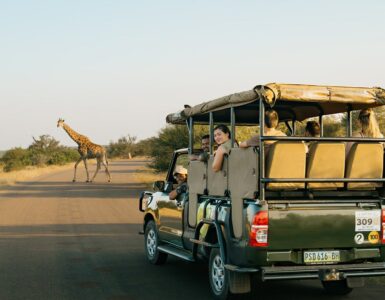 Southern Africa Safari