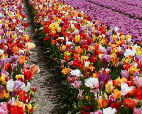 fields of pink and yellow tulips blooming in the spring