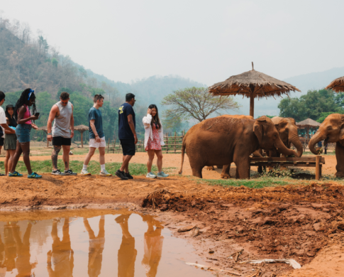 contiki travellers observe elephants in thailand