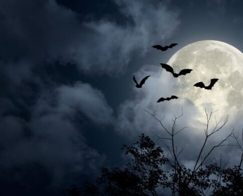Image of a dark sky with the moon shining bright. Bats are flying and bare tree branches can be seen.