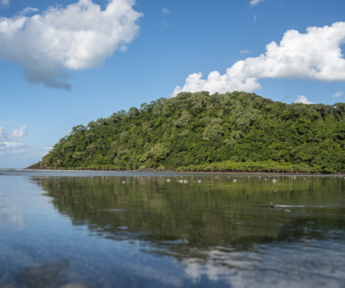 “Nature has a right to exist”: an interview with Rainforest Rescue on the power and importance of The Daintree