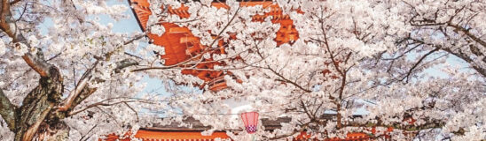 The ultimate guide to the Japanese cherry blossoms