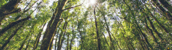 What is Japanese forest bathing and why should you do it?