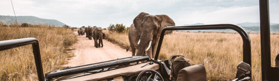 When’s the best time to go on safari?