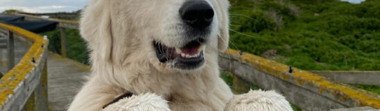 Meet the Maremma Dogs who protect endangered penguins in Australia