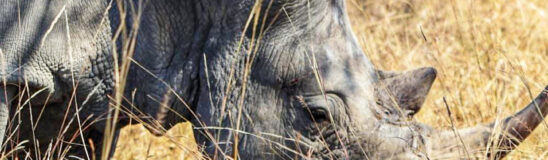 Anti-poaching leader Zayne Barkas on the plight of the African rhino