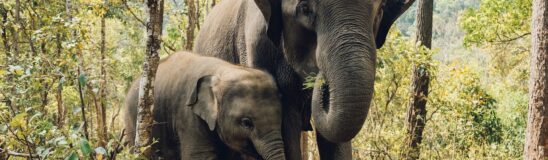 Want to encounter elephants ethically? Visit Phuket with Contiki