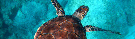 Turtle-obsessed? This Australian turtle hospital will make you think twice about single-use plastics