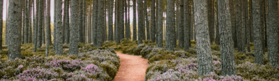 10 best forests in Scotland you need to see