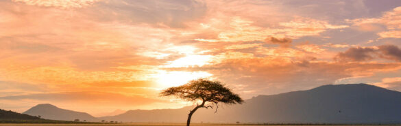 A lone tree in the middle of a field at sunset, showcasing the picturesque beauty of Africa.