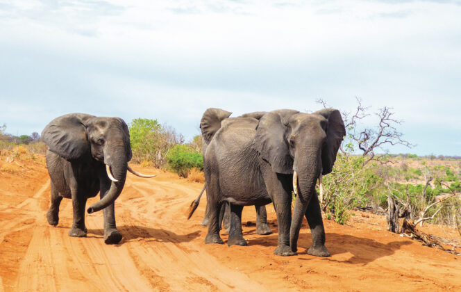 Elephants crossing a safari track.
