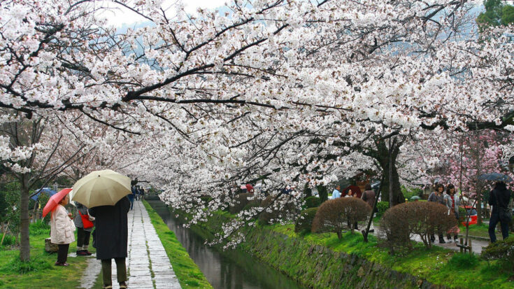 japan-cherry-blossom