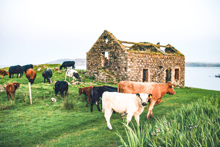 Cows on Rathlin Island, Ballycastle