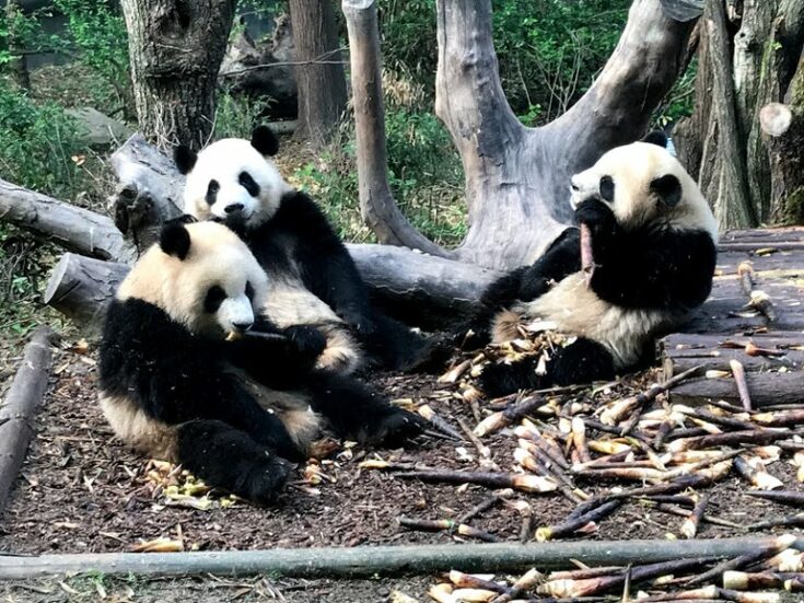 Pandas in Chengdu