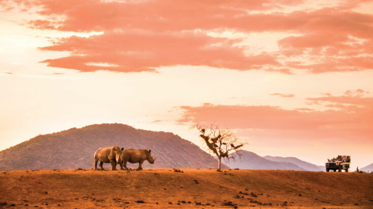 Tour jeep observing two elephants in an African safari.