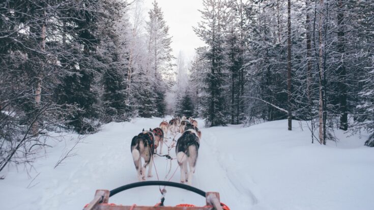 Dog Sled Canada
