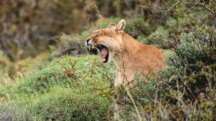 Puma in Patagonia