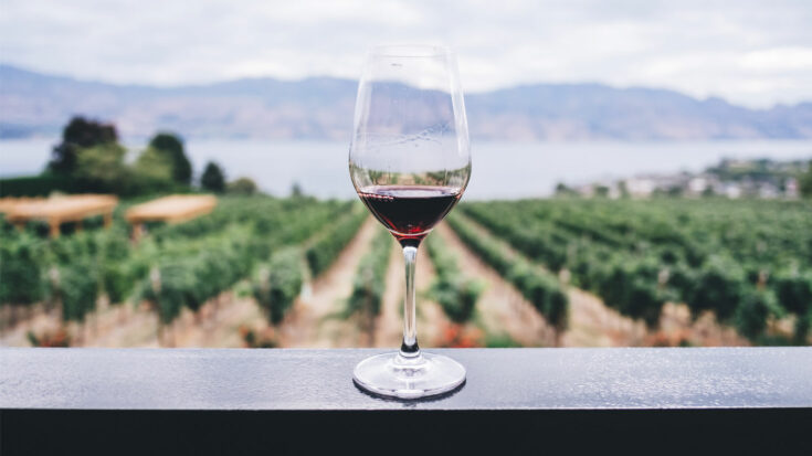image of USA vineyard