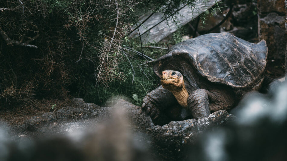 baby-galapagos-tortoise