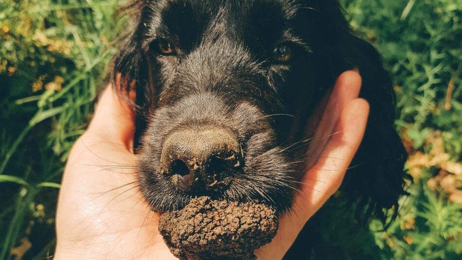 Truffle Hunting in Italy